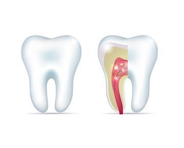 Diagram that shows how root canals work in Fontana, CA
