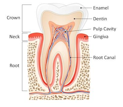 root canal illustration fontana ca